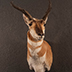 Antelope Taxidermy