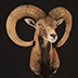 Mouflon Taxidermy