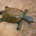 Turtle Taxidermy