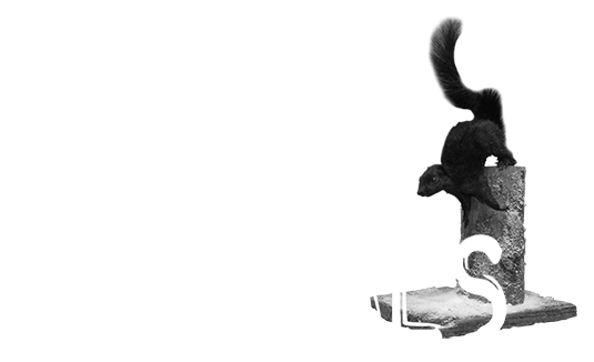 Small Mammal Taxidermy