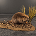 Beaver Taxidermy