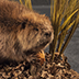 Beaver Taxidermy