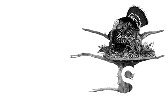 Turkey Taxidermy