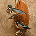 Waterfoul Taxidermy