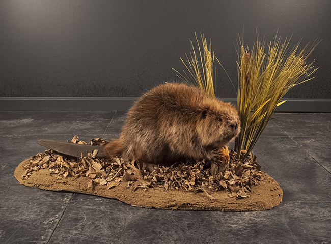 tails taxidermy beaver dam